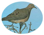 Planting for Dove